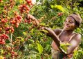Coffee Farming Gains New Momentum in Kalangala as Prices Rise