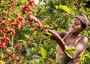 Coffee Farming Gains New Momentum in Kalangala as Prices Rise