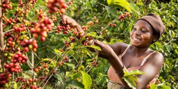 Coffee Farming Gains New Momentum in Kalangala as Prices Rise