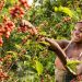 Coffee Farming Gains New Momentum in Kalangala as Prices Rise