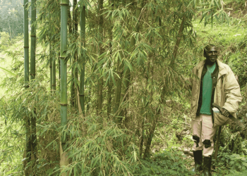 Kigezi Leaders Warn Bamboo Loss in Echuya Forest Threatens Wildlife and Water Sources