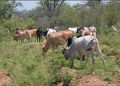 Fraud Claims Hit Shs80b Cattle Restocking Programme in Lango