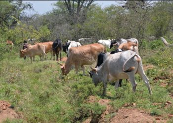 Fraud Claims Hit Shs80b Cattle Restocking Programme in Lango