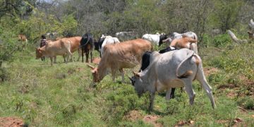 Fraud Claims Hit Shs80b Cattle Restocking Programme in Lango