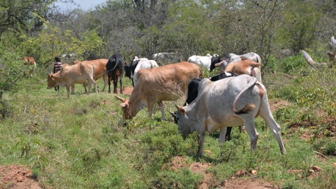 Fraud Claims Hit Shs80b Cattle Restocking Programme in Lango