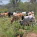 Fraud Claims Hit Shs80b Cattle Restocking Programme in Lango