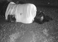 Businessman Shot Dead After Armed Robber Steals Bag of Money