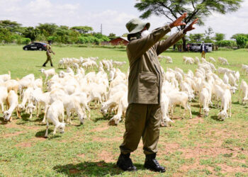 OPM hit with new Shs25b goat scandal