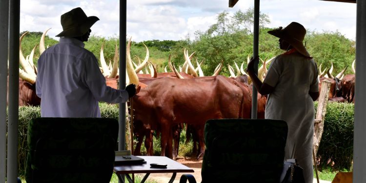 I’m not looking for anything in govt, I have my cows – Museveni