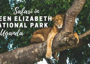 Queen Elizabeth National Park Remains Safe for Tourists, Assures Wildlife Authority Director