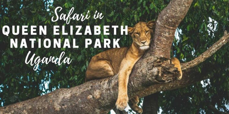 Queen Elizabeth National Park Remains Safe for Tourists, Assures Wildlife Authority Director