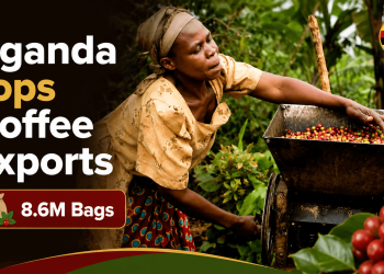Uganda Overtakes Ethiopia as Africa’s Top Coffee Exporter After 8.6 Million Bags