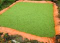 Azolla Gains Attention as Low-Cost Livestock Feed for Ugandan Farmers