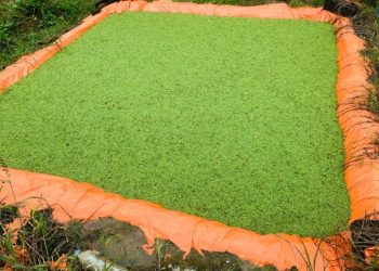 Azolla Gains Attention as Low-Cost Livestock Feed for Ugandan Farmers