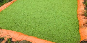 Azolla Gains Attention as Low-Cost Livestock Feed for Ugandan Farmers
