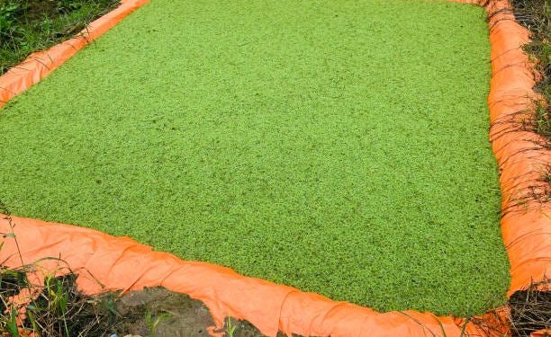 Azolla Gains Attention as Low-Cost Livestock Feed for Ugandan Farmers