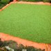 Azolla Gains Attention as Low-Cost Livestock Feed for Ugandan Farmers