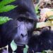 Investigation Launched Into $3 Million Fraud Involving Gorilla Permits