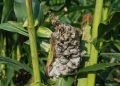 Pest Outbreak Threatens Maize Harvests in Mpigi District