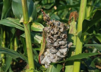 Pest Outbreak Threatens Maize Harvests in Mpigi District