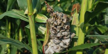 Pest Outbreak Threatens Maize Harvests in Mpigi District