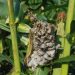 Pest Outbreak Threatens Maize Harvests in Mpigi District