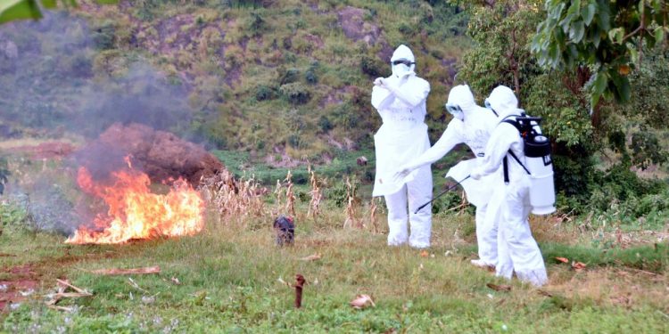 Uganda Health Ministry Denies Knowledge of Reported Marburg Case