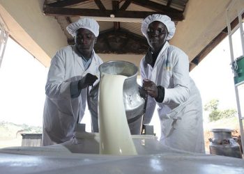 Uganda Seeks Answers as Kenya Impedes the Export of Powdered Milk