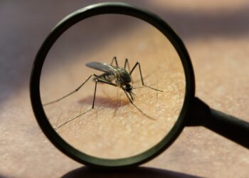 Breakthrough: Uganda set to use Genetically Engineered Mosquitoes to Combat Malaria