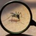 Breakthrough: Uganda set to use Genetically Engineered Mosquitoes to Combat Malaria
