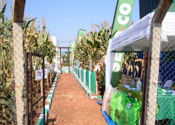 UDF Sets Up Model Parish Farms at Jinja Show Grounds to Support PDM Beneficiaries