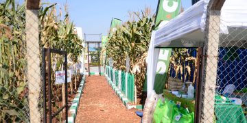 UDF Sets Up Model Parish Farms at Jinja Show Grounds to Support PDM Beneficiaries